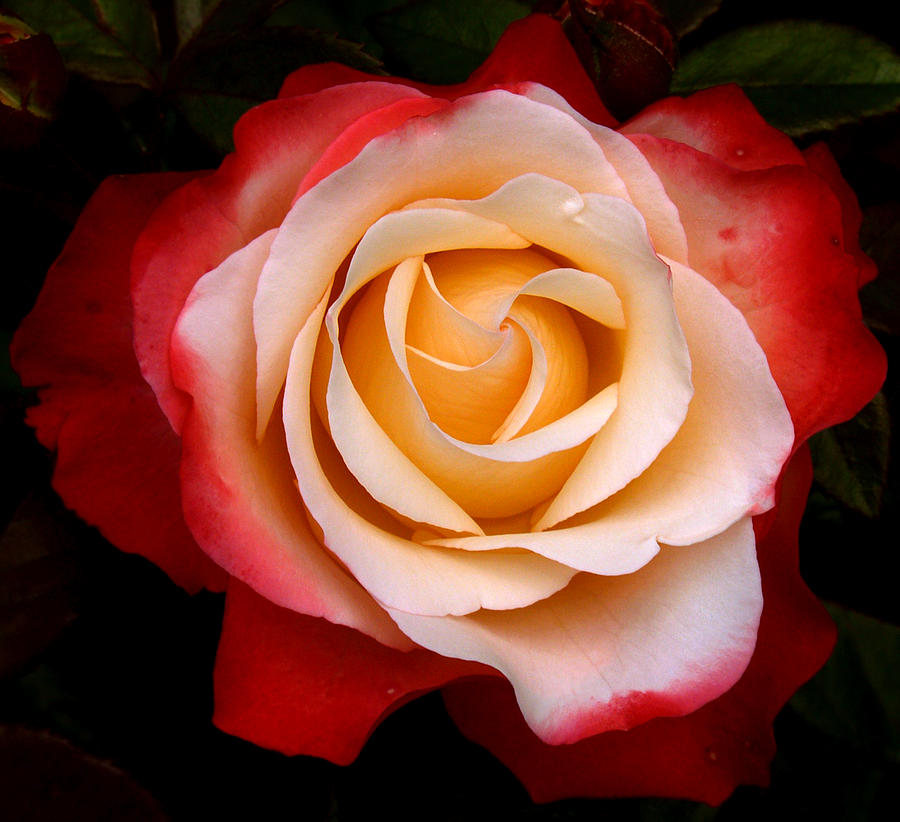 Garden Rose by Luc Van de Steeg Garden Rose by Luc Van de Steeg