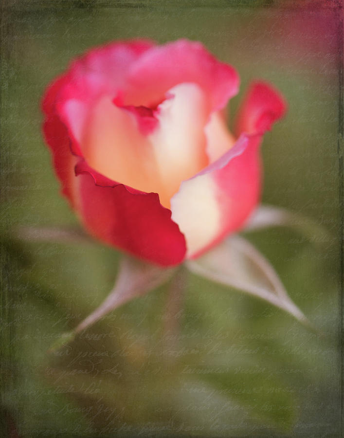 Garden Rose Photograph by Teresa Wilson