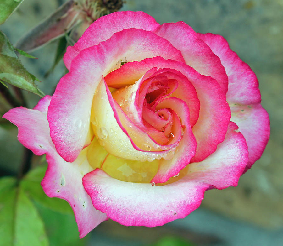 Garden Rose Photograph by Tony Murtagh