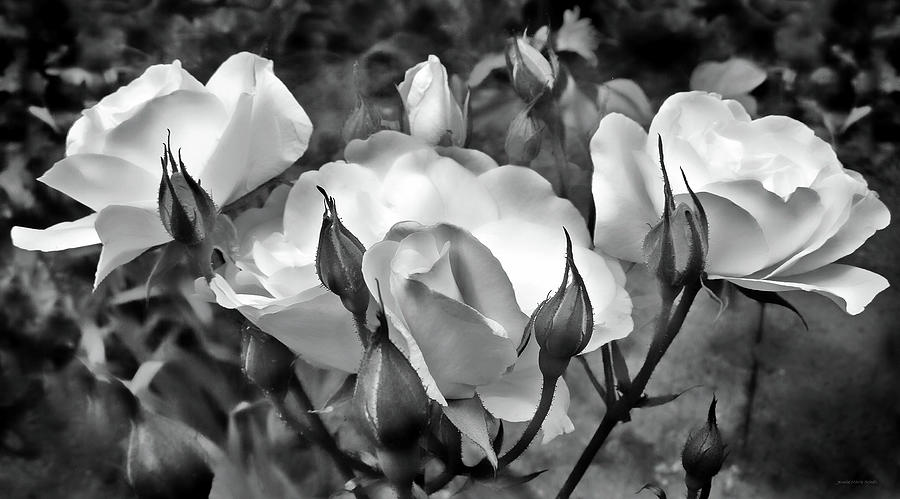 Garden Roses Black and White Photograph by Jennie Marie Schell