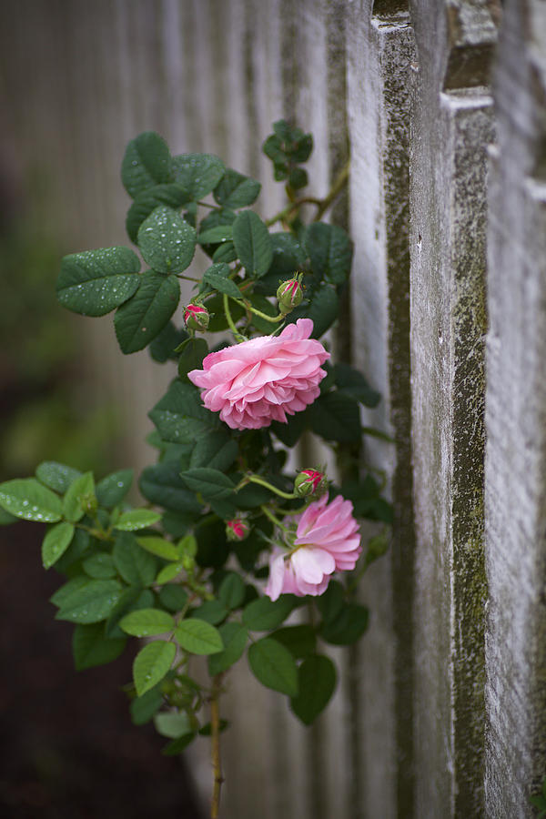 Garden Roses in Colonial Williamsburg Photograph by Rachel Morrison