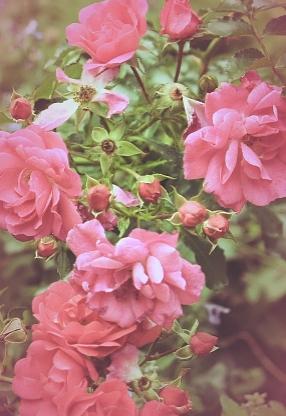 Garden Roses Photograph by The Art Of Marilyn Ridoutt-Greene