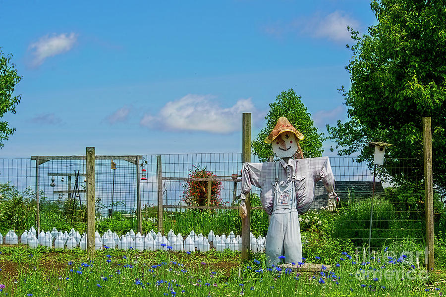 Garden Scarecrow Photograph by David Arment