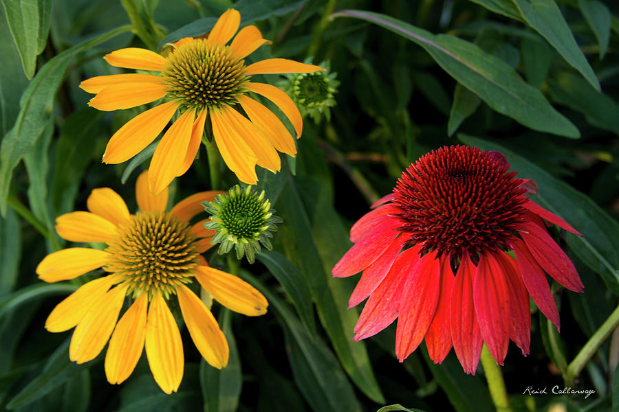 Garden Sisters Cone Flowers   Photograph by Reid Callaway