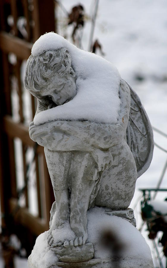 Winter Photograph - Garden Sleeper by Diane Merkle