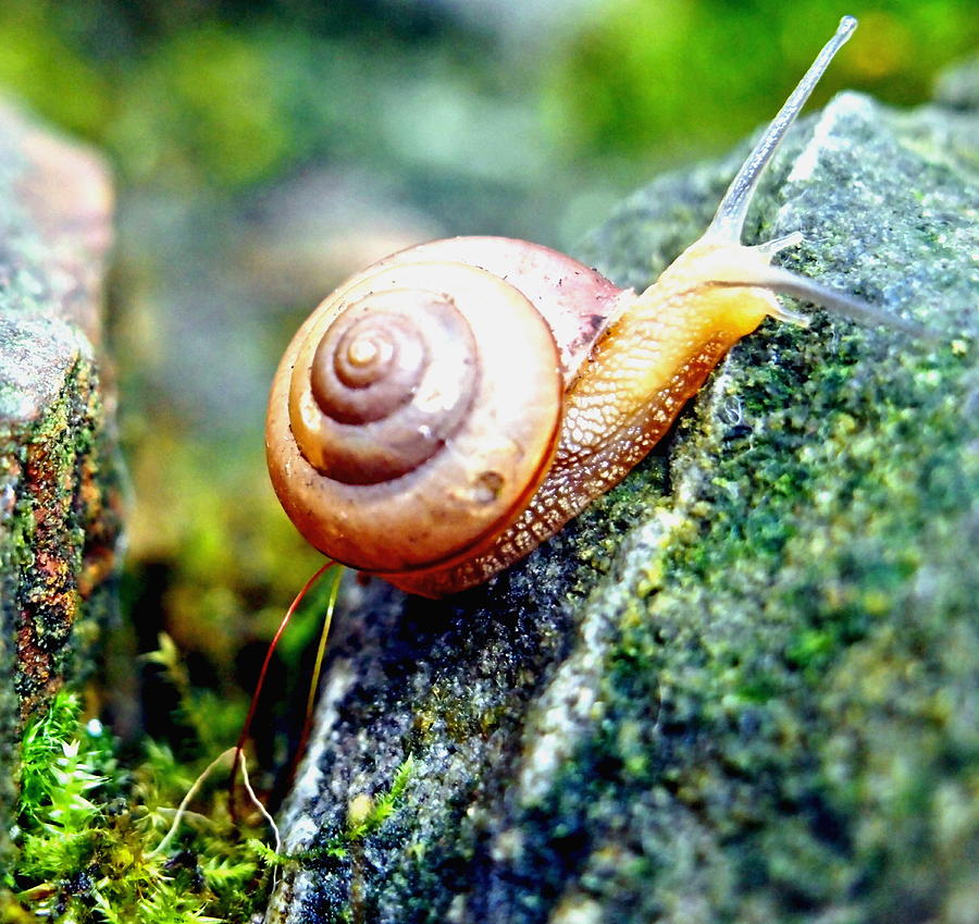 Garden Snail Photograph by Amy McDaniel