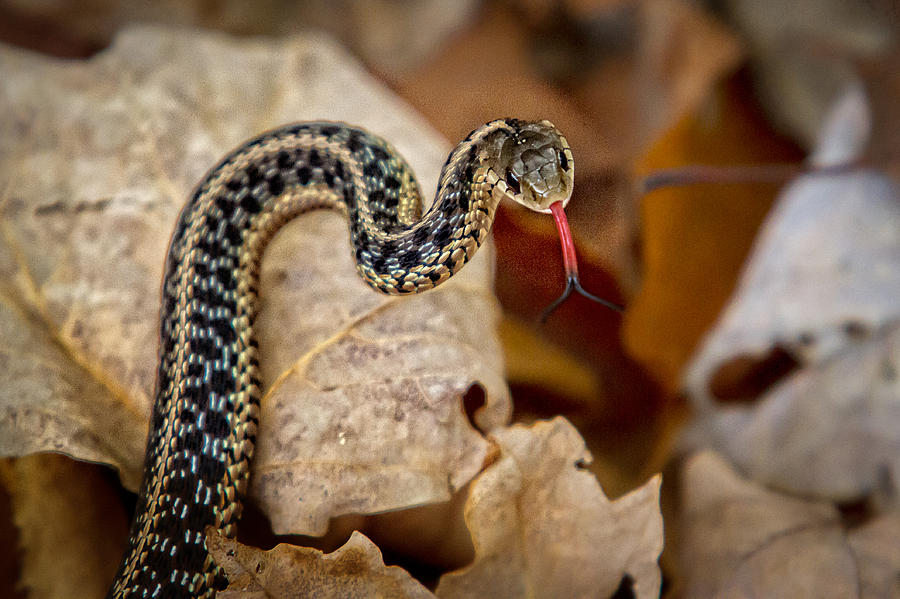 Garden Snake Photograph by Eleanor Abramson