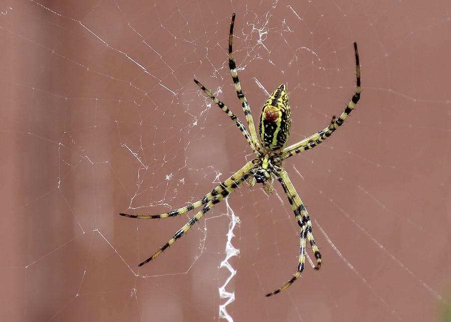 Garden Spider Photograph by Alison Frank
