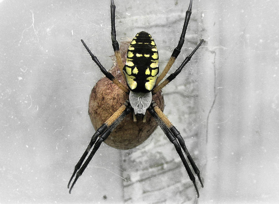 Garden Spider Photograph by Amber Flowers