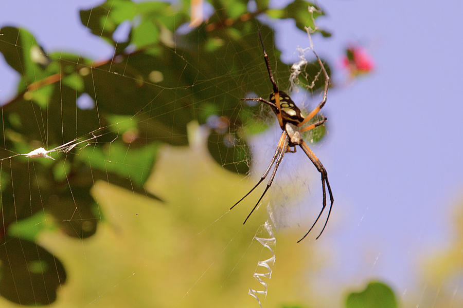 Garden Spider Photograph by Barry Jones