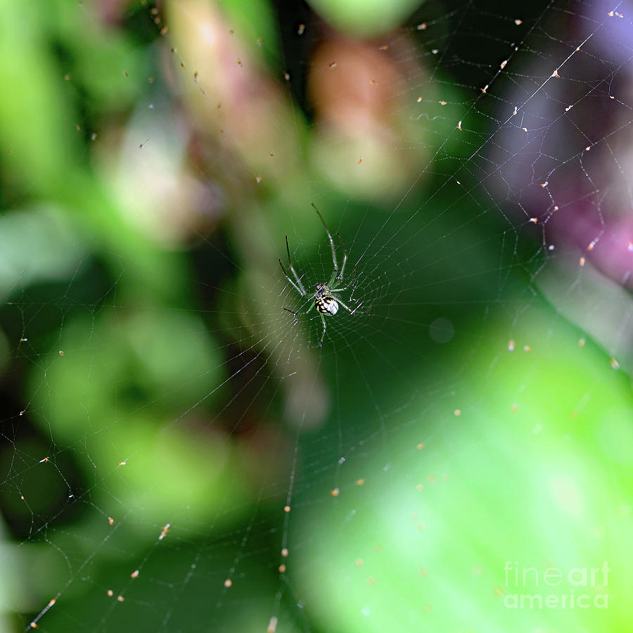 Garden Spider I Photograph by Mary Haber