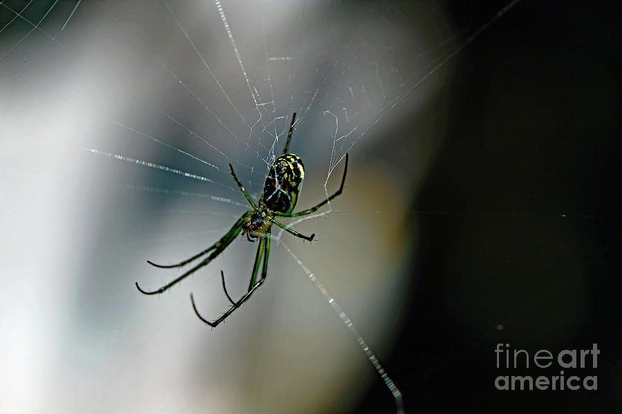 Garden Spider II Photograph by Mary Haber