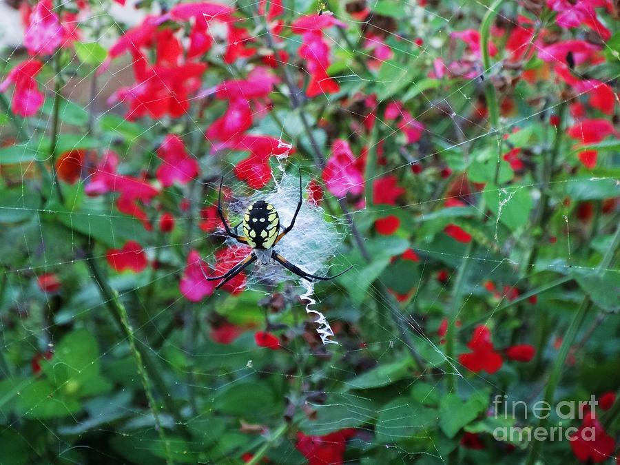 Garden Spider  Photograph by J L Zarek