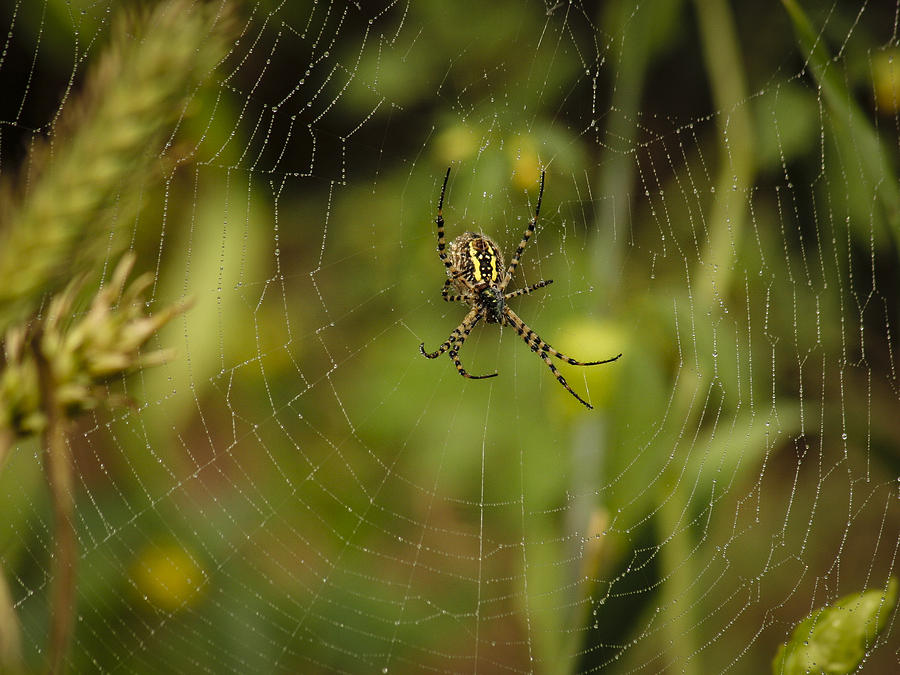 Spider Photograph - Garden spider by Jean Noren