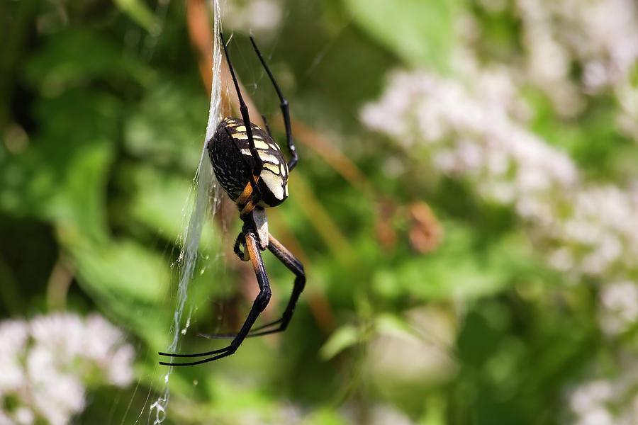Garden Spider Photograph by Jill Lang