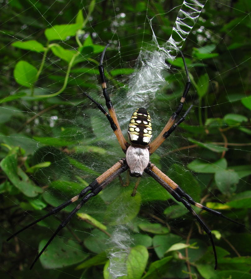 Garden Spider Photograph by Joshua Bales
