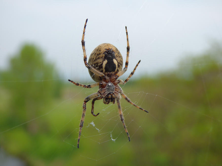 Garden spider on web Photograph by Miroslav Nemecek - Fine Art America