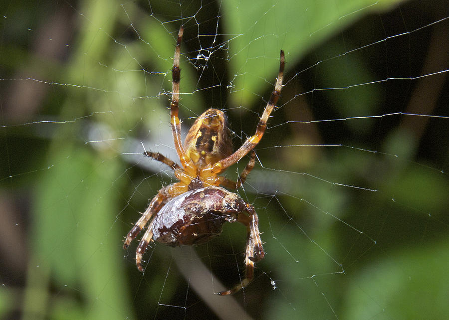 Garden Spider with a June Bug Photograph by Michael Peychich