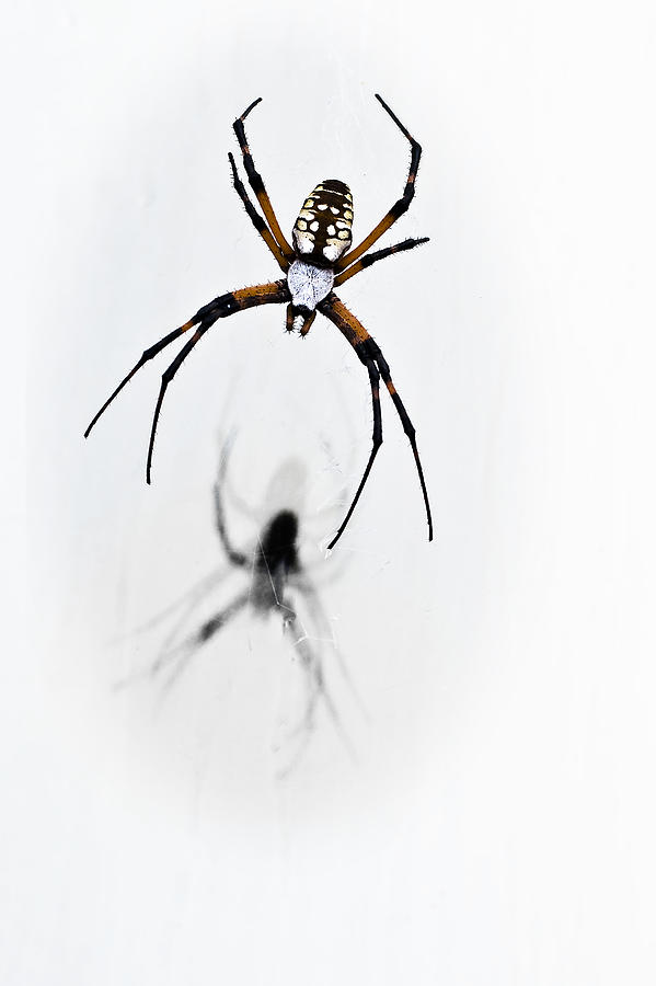 Spider Photograph - Garden Spider with shadow by Tamyra Ayles