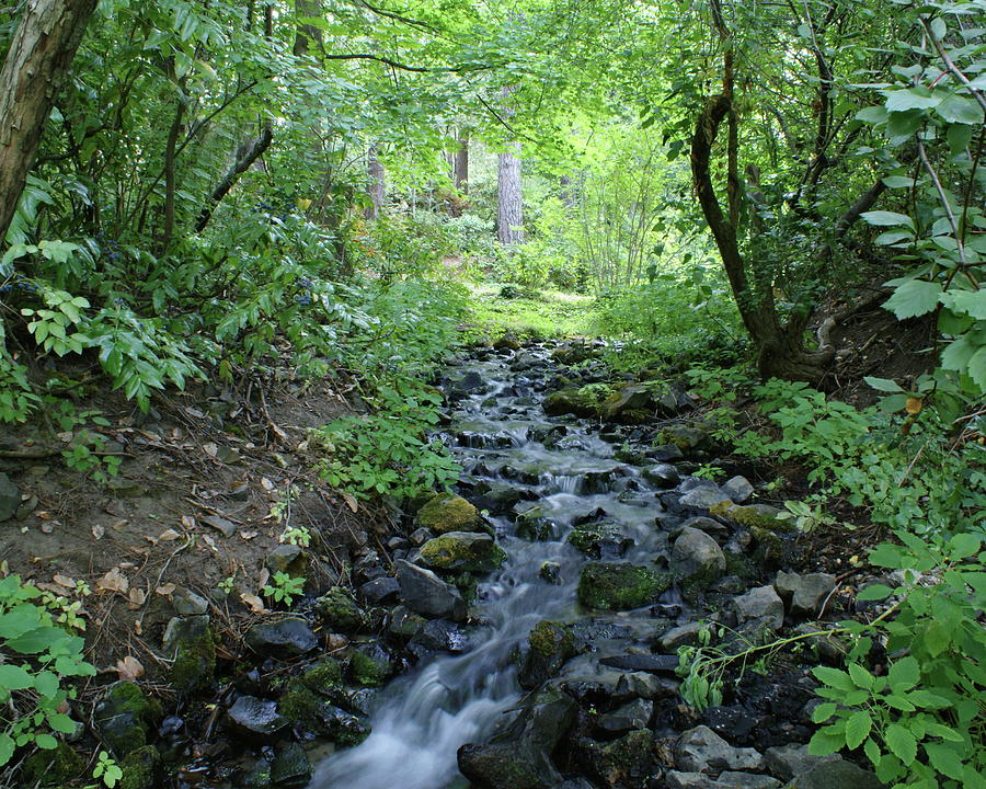 Garden Springs Creek in Spokane Photograph by Ben Upham III