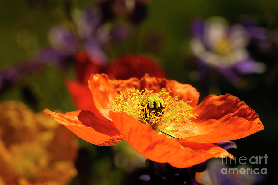 Garden Star Photograph by ArtissiMo Photography - Pixels