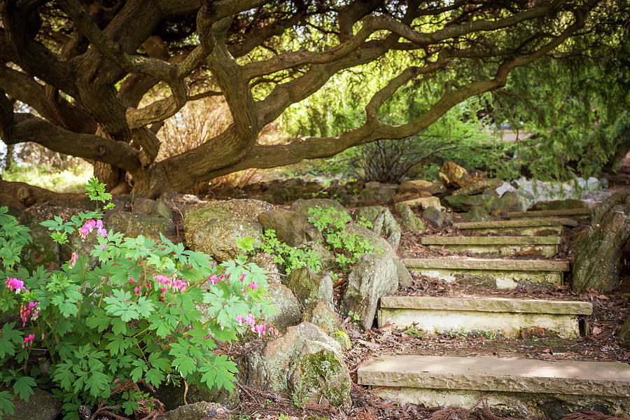 Garden Steps Photograph by Terry DeLuco