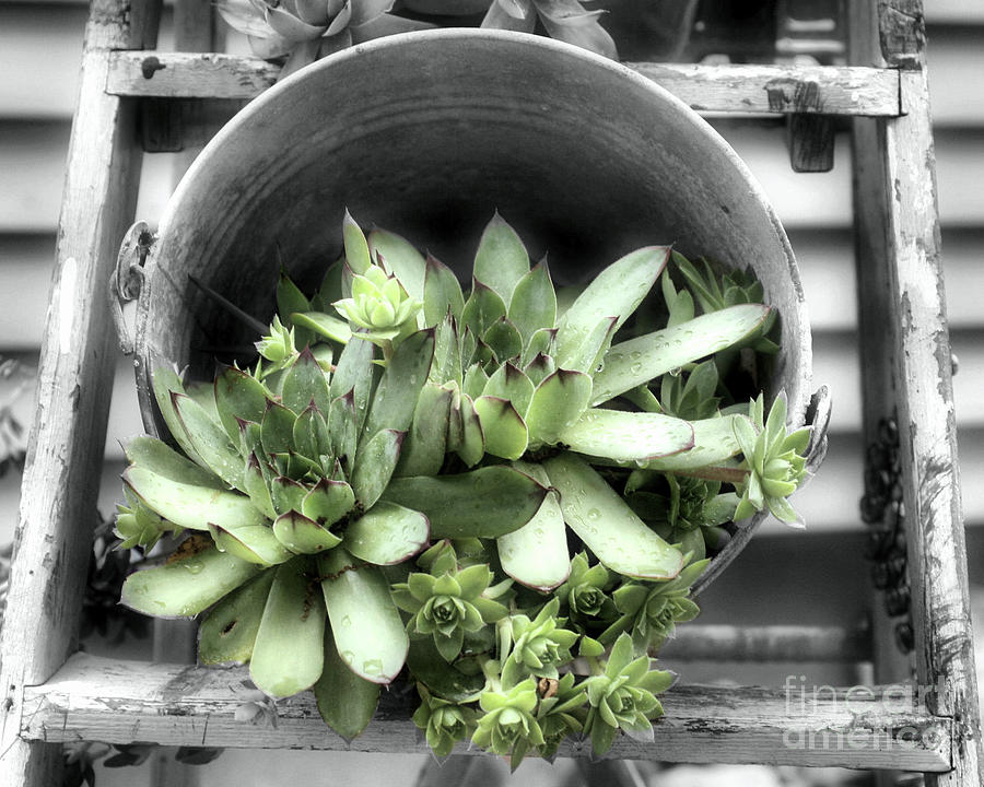 Black And White Photograph - Garden Succulents Partial Color by Smilin Eyes Treasures