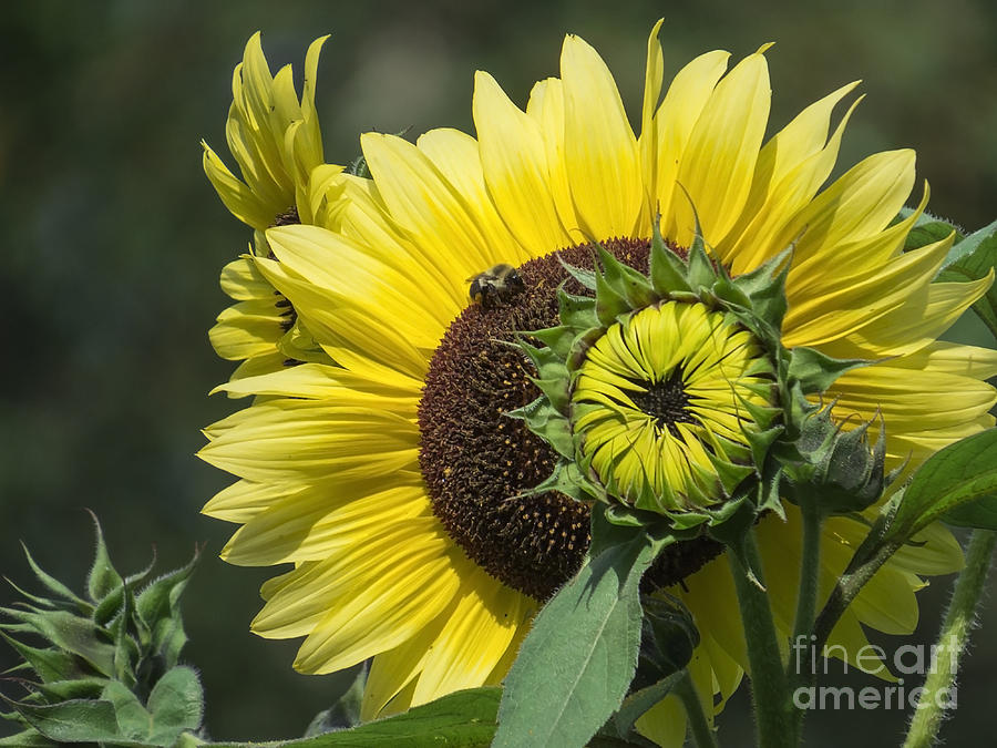 Garden Sunflowers 2015 Photograph by Lili Feinstein