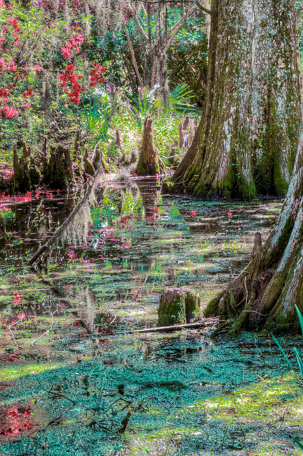 Nature Photograph - Garden Swamp by DCat Images