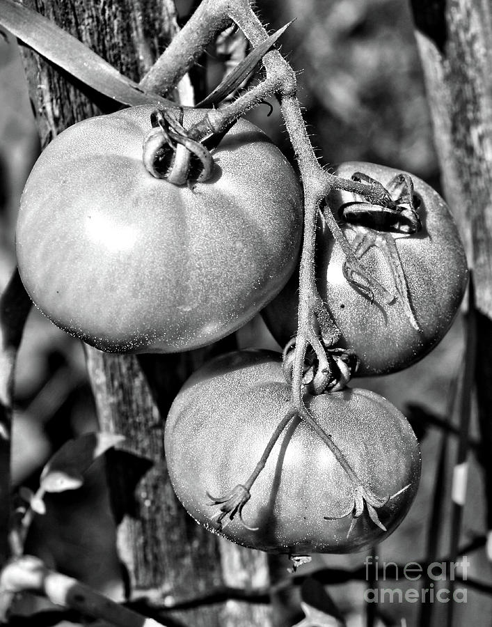 Garden Tomatoes In Black And White Photograph by Smilin Eyes Treasures