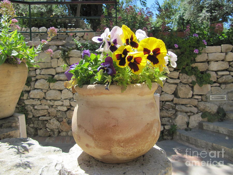 Garden Tomb Pansies Photograph by Donna L Munro