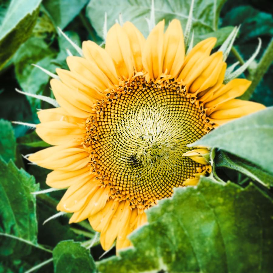 Sunflower Photograph - Garden Treasure  by Jeff Klingler