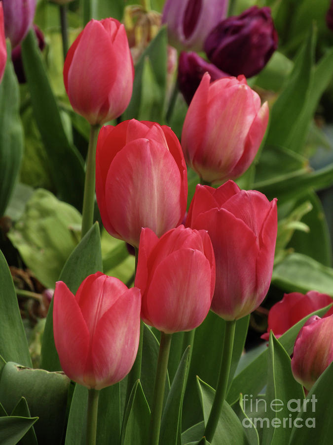 Garden Tulips 3 Photograph by Kim Tran