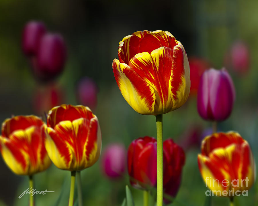 Tulip Photograph - Garden Tulips by Bon and Jim Fillpot