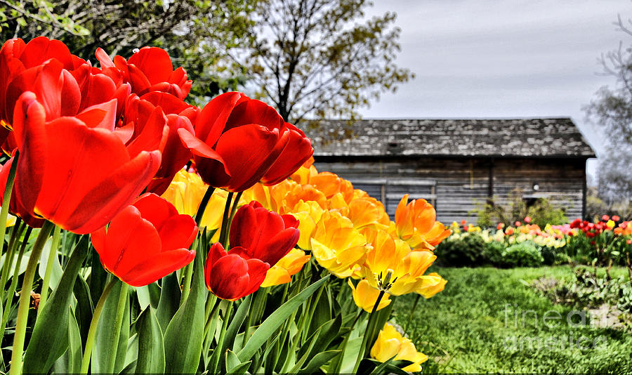 Garden Tulips on a Cloudy Day Photograph by Elaine Manley