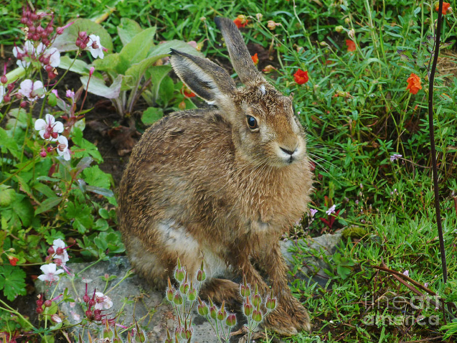 Garden Visitor - Brown Hare Photograph by Phil Banks