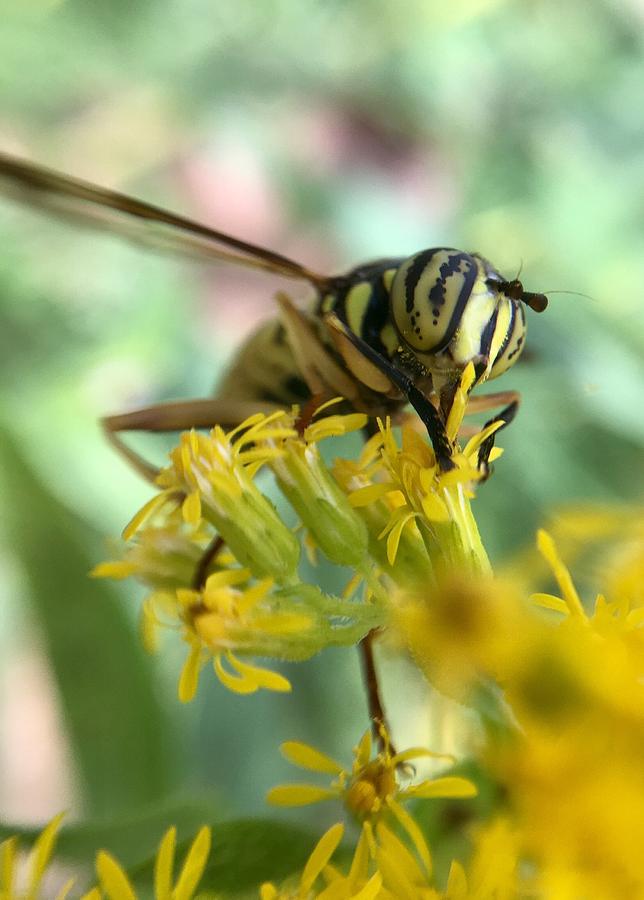Nature Digital Art - Garden wasp by Jillynn Markle