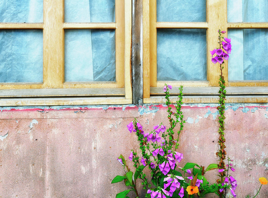 Garden Window Photograph by Claudio Bacinello