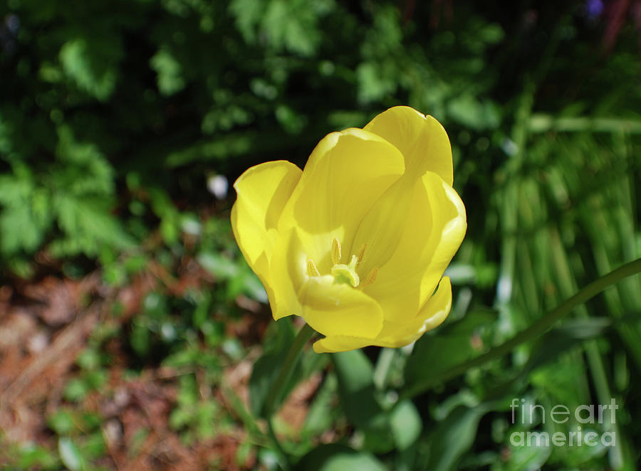 Garden with Beautiful Flowering Yellow Tulip in Bloom Photograph by DejaVu Designs