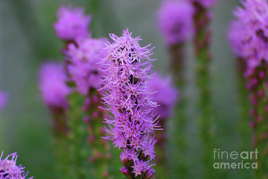 Garden with Blooming Purple Liatris  Photograph by DejaVu Designs