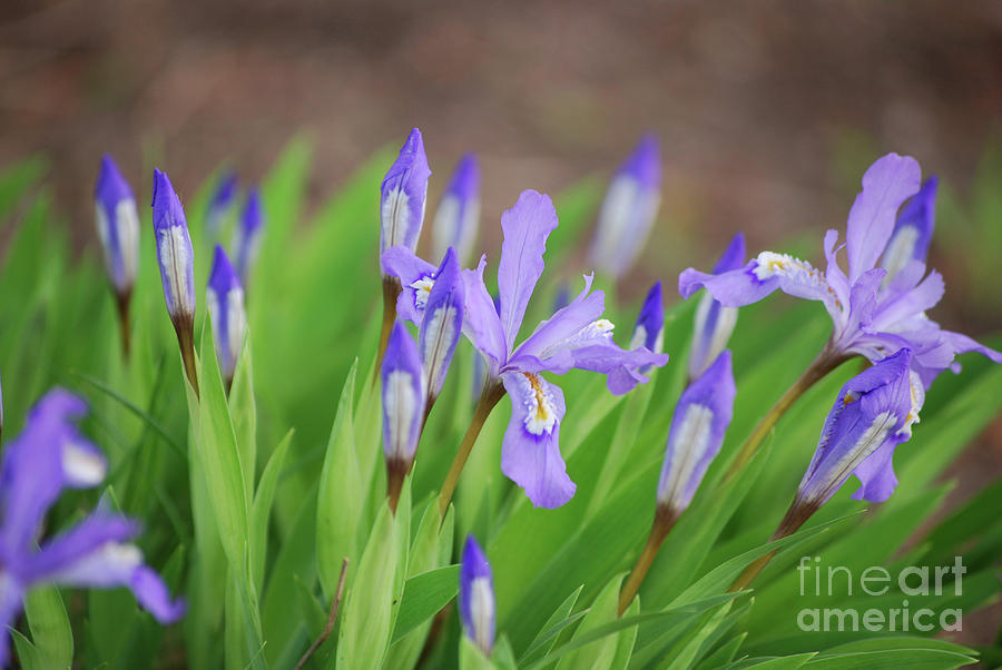 Garden with Blooming Siberian Iris Flowers Photograph by DejaVu Designs