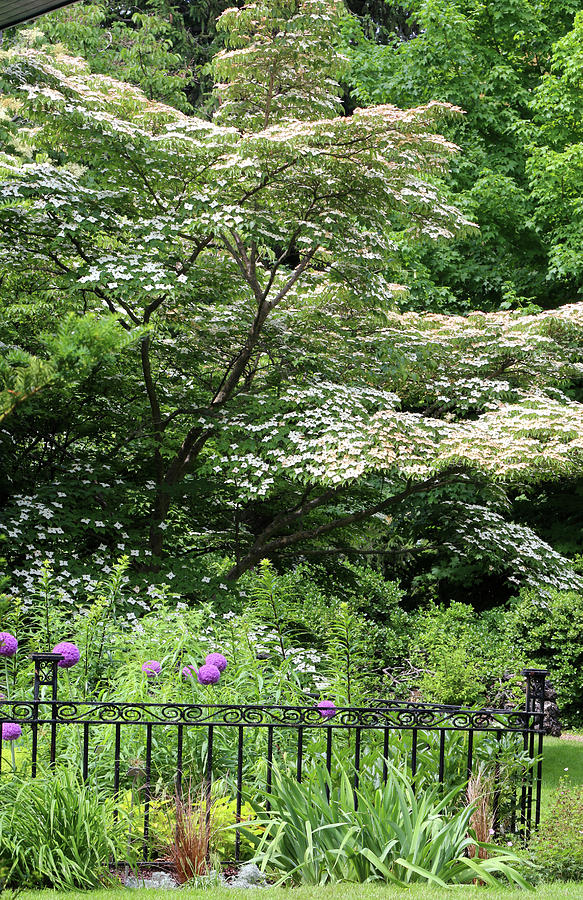 Garden with Dogwood 2018 Photograph by Mary Bedy