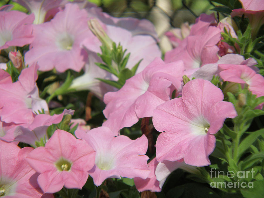 Garden with Flowering Pale Pink Petunia Flower Blossoms Photograph by DejaVu Designs