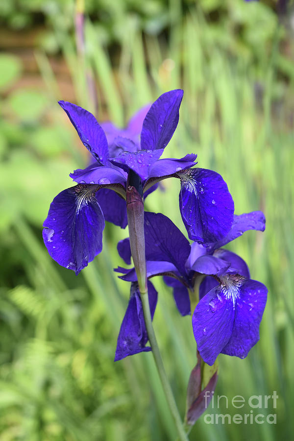 Garden with Flowering Purple  Siberian Iris Blooming  Photograph by DejaVu Designs