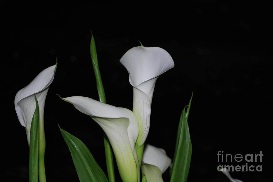 Garden with Flowering White Calla Lilies in Bloom Photograph by DejaVu Designs