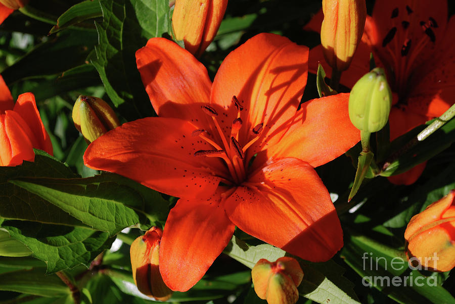 Lily Photograph - Garden with Lily Buds and a Blooming Orange Lily by DejaVu Designs