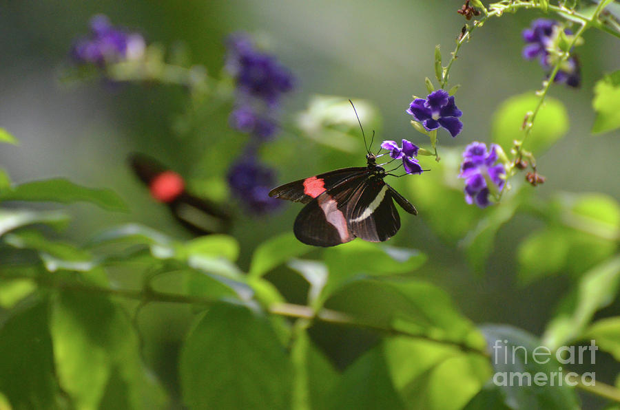 Garden with Polinating Postman Butterflies on a Flowers Photograph by DejaVu Designs
