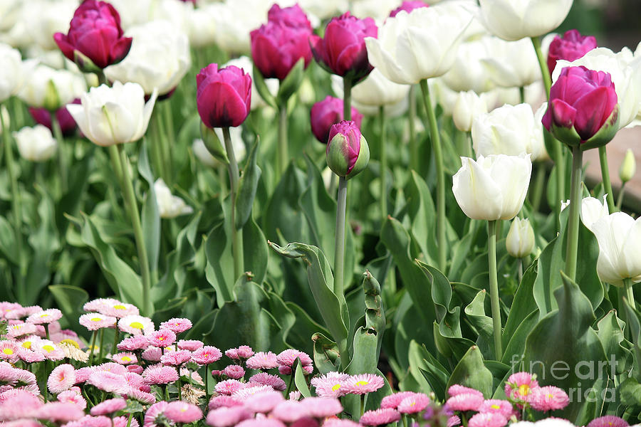 Garden With Tulip And Daisy Flower Photograph by Goce Risteski Fine