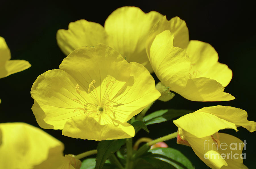 Garden with Yellow Evening Primrose Flowers in Bloom Photograph by DejaVu Designs