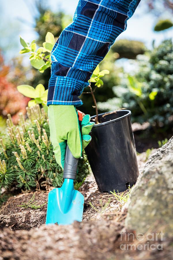 Gardener digging with a shovel. Photograph by Michal Bednarek